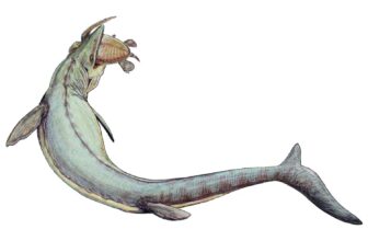 Scientists Suspect Newly Discovered Mosasaur Fossil Is a Forgery