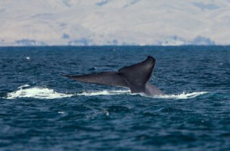 World’s ‘Loneliest Whale’ Might Be a Sterile Hybrid—and a Dire Warning
