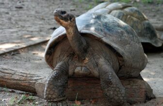 Critically Endangered Tortoise Is a First-Time Mom at Nearly 100 Years Old